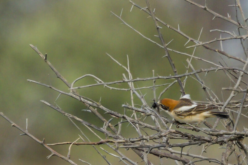Pie grièche à tête rousse femelle